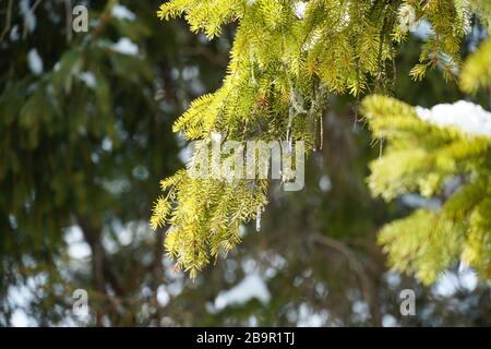 Ein Zweig eines Nadelbaumes mit. Eiszapfen, die ihn bilden, sowie Moosfäden. Stockfoto