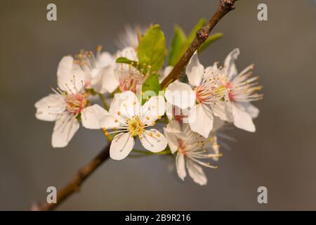 Weiße Blüten im Frühjahr Stockfoto
