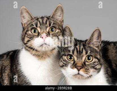 Hauskatzen in Großbritannien Stockfoto