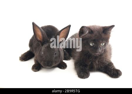 Schwarzes Kaninchen und Katze, isoliert auf weißem Hintergrund Stockfoto