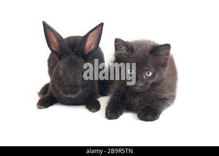 Schwarzes Kaninchen und Katze, isoliert auf weißem Hintergrund Stockfoto