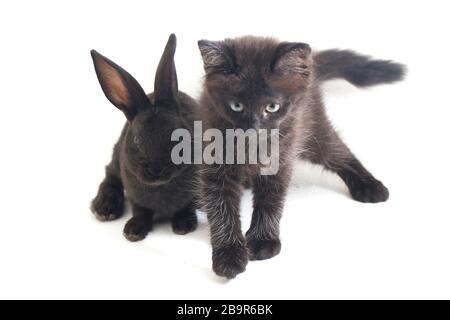 Schwarzes Kaninchen und Katze, isoliert auf weißem Hintergrund Stockfoto