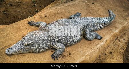 Krokodil auf den Felsen liegend Stockfoto