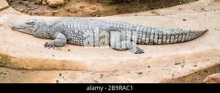 Krokodil auf den Felsen liegend Stockfoto