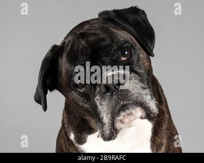 Boxerhund, 8 Jahre alt, Großbritannien. Stockfoto