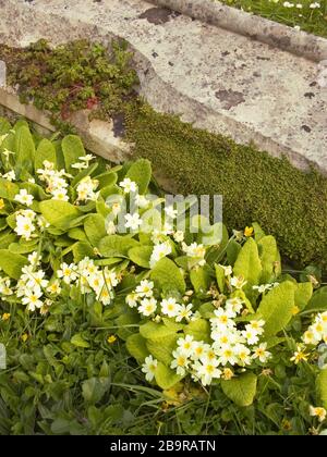 Nahaufnahme eines Grabsteins mit Primrosen, die daneben wachsen, St. Catherines Pfarrkirche, Ventnor, Insel Wight, England, Großbritannien Stockfoto