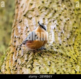 Eurasischer Nuthatch (Sitta europaea) hält an der Baumrinde, tierisch wild Stockfoto