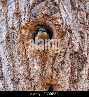 Eurasischer Nuthatch (Sitta europaea), der aus Nistloch, tierisch wild, herauskommt Stockfoto