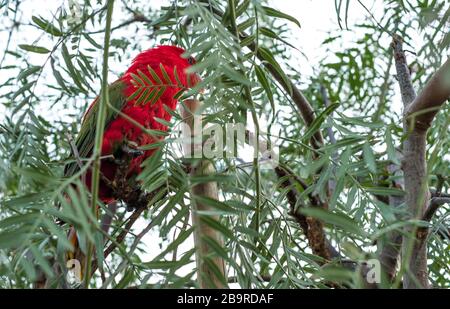 Im Baum zwischen den Blättern steht der gelbbibbel-lory (Lorius chlorocercus). Sie ist eine Papageienart in der Familie Psittaculida. Es ist erdem Stockfoto