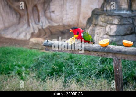 Der Gelb-Bibbed lory (Lorius chlorocercus) steht auf einem Stück Holz und verzehrt Früchte. Sie ist eine Papageienart in der Familie Psittaculida. Es ist de Stockfoto