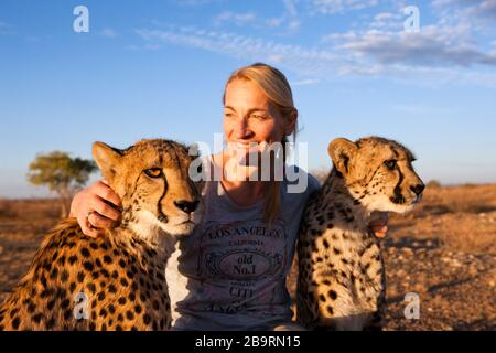 Touristen und zahme Cheetah, Acinonyx jubatus, Kalahari-Becken, Namibia Stockfoto