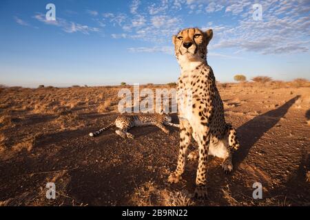 Männliche Erwachsene Cheetah, Acinonyx jubatus, Kalahari-Becken, Namibia Stockfoto