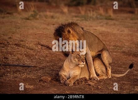 Afrikanische Löwen Paarung Stockfoto