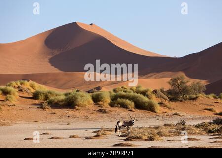 Südafrikanischer Oryx in Sossusvlei, Oryx gazella, Namib Naukluft Park, Namibia Stockfoto