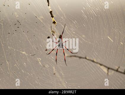 Golden Orb Spider Mit Bandleder Stockfoto