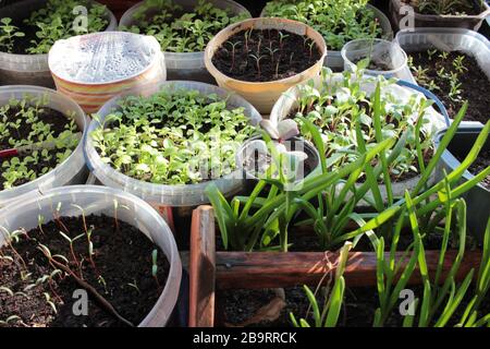 Junge Sprossen von Tomaten, Gurken und Paprika Sämlinge im Gemüsegarten auf Balkon. Anbau von organischen Sämlingen zu Hause. Gewächshausanbau. Stockfoto