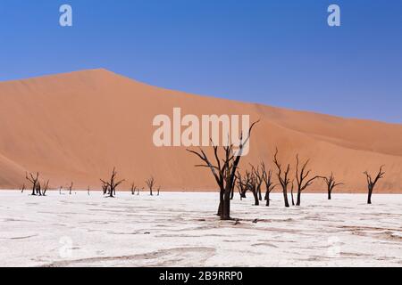 Tote Akazienbäume in Deadvlei Pan, Namib Naukluft Park, Namibia Stockfoto