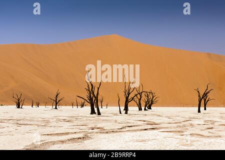 Tote Akazienbäume in Deadvlei Pan, Namib Naukluft Park, Namibia Stockfoto