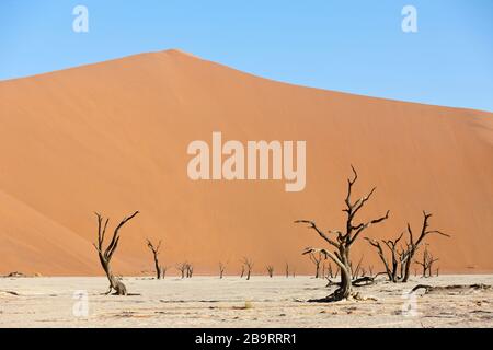 Tote Akazienbäume in Deadvlei Pan, Namib Naukluft Park, Namibia Stockfoto