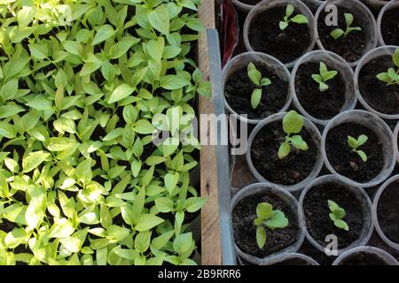 Pfeffer- und Auberginen in den Behältern. Junge grüne Pflanzen im Balkon-Gemüsegarten. Draufsicht. Natürlicher Federhintergrund Stockfoto