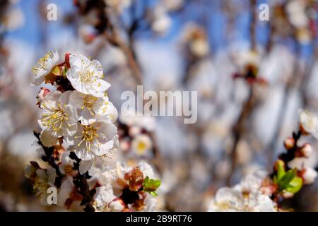 Blumen des blühenden Aprikosenbaums prunus armeniaca. Stockfoto