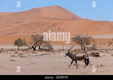 Südafrikanischer Oryx in Sossusvlei, Oryx gazella, Namib Naukluft Park, Namibia Stockfoto