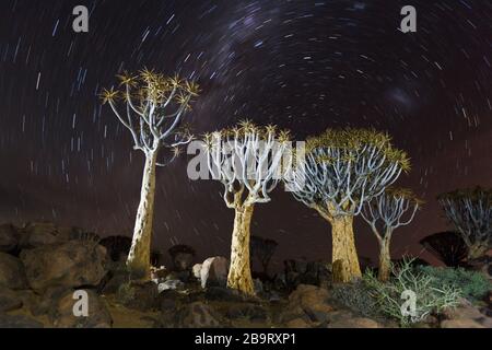 Milchstraße über Quivertree Forest bei Nacht, Aloidendron dichotomum, Keetmanshoop, Namibia Stockfoto