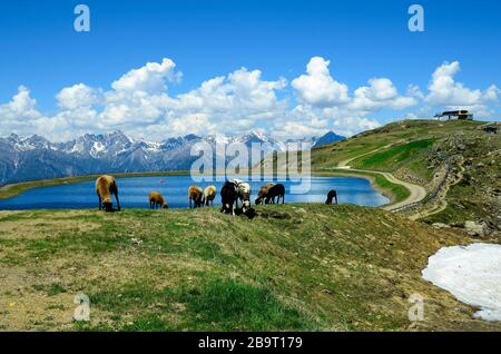 Österreich, Tirol, Wasserbehälter für künstliche Schneegebläse im Winter und Herde von Schafen auf der Alm am Hochzeiger Stockfoto