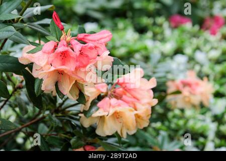 Rhodendron Percy Wiseman an Evergreen Yakushimanum rhododendron Stockfoto