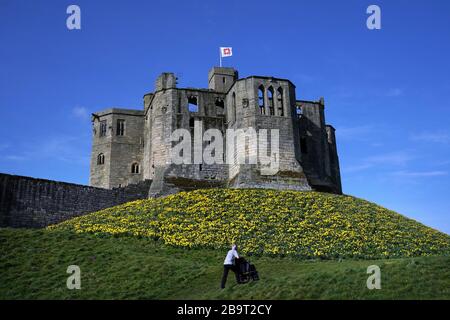 Narzissen in voller Blüte heute auf Warkworth Castle in Northumberland. Stockfoto