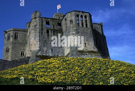 Narzissen in voller Blüte heute auf Warkworth Castle in Northumberland. Stockfoto