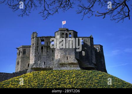 Narzissen in voller Blüte heute auf Warkworth Castle in Northumberland. Stockfoto