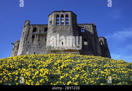 Narzissen in voller Blüte heute auf Warkworth Castle in Northumberland. Stockfoto