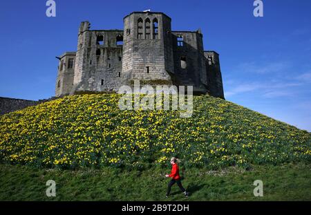 Narzissen in voller Blüte heute auf Warkworth Castle in Northumberland. Stockfoto