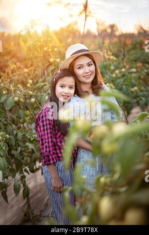 Asiatische glückliche Familie mit roten Tomaten, die frisches Gemüse im Garten erntet Stockfoto