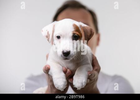 Mann hält kleinen Terrier-Welpen im Studio in den Händen Stockfoto