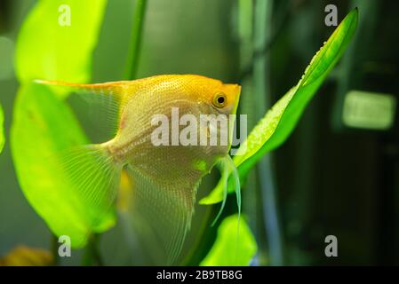 Gold Pterophyllum Scalare in Aqariumwasser, gelbe Engelfische bewachen Eier Stockfoto