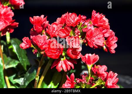 Lewisia 'Safira Rot' Stockfoto
