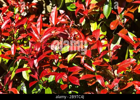 Photinia x fraseri 'Red Robin' Hell Rot neue Feder Laub Stockfoto