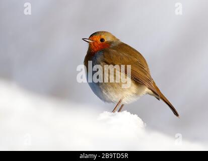 Robin Erithacus rubecula, in Snow, Aberdeenshire Stockfoto