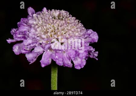 Scabiosa "Schmetterlingsblau" Stockfoto
