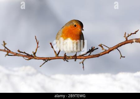 Robin Erithacus rubecula, im Schwarzdorn im Schnee, Aberdeenshire Stockfoto