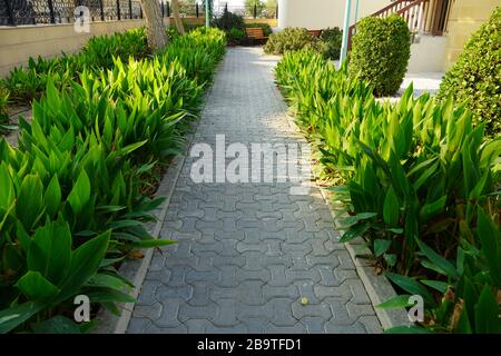 Blick auf den Landschaftsgarten mit Pflanzen und Steinen. Hinterhof des Wohnhauses. Steinerne Fußgängerwege, die in die Ferne gehen Stockfoto