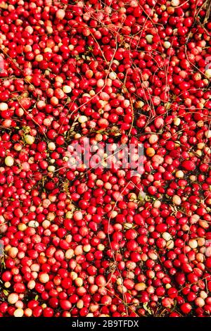 Reife Kranbeeren, die während der Ernte im Gebiet der Muskoka Lakes, Ontario, Kanada, in der Lagune schweben Stockfoto