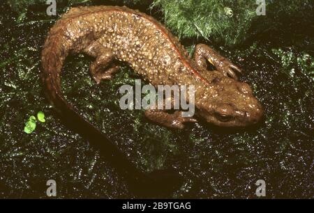 Chinese newt, Paramesotriton chinensis Stockfoto