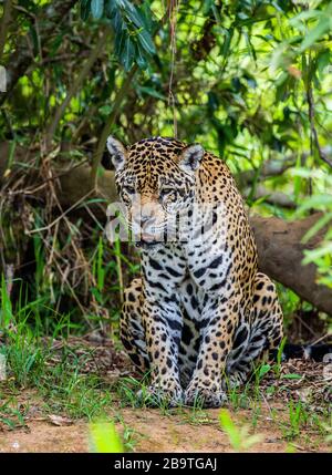 Jaguar steht vor dem Hintergrund einer malerischen Landschaft auf dem Sand. Südamerika. Brasilien. Pantanal National Park. Stockfoto