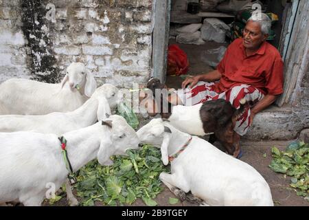 Der ältere Mann feed Ziegen in der Tür seines Wohnhauses in der Ahmedabad Altstadt, Gujarat, Indien Stockfoto