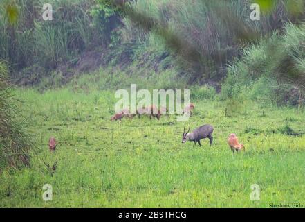 Dunkelfarbiges indisches Hog Deer mit der Herde in einer perfekten Landschaft des Kaziranga National Park, Assam, Indien Stockfoto