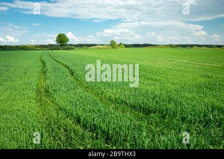 Spuren eines Traktors im jungen grünen Getreide, Blick auf einen sonnigen Tag Stockfoto