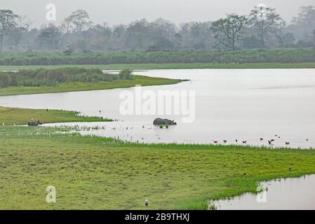 Baby Rhino folgt Mama Rhinos Fußstapfen im Kaziranga National Park, Assam, Indien Stockfoto